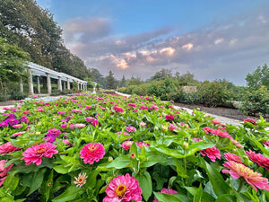 Songs in the Garden