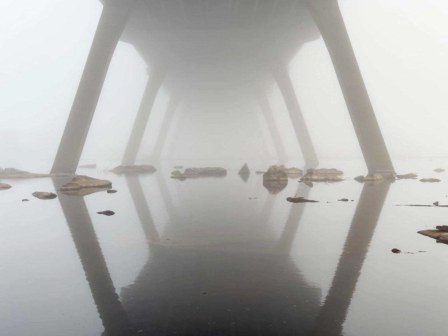 Froggy Morning Reflections