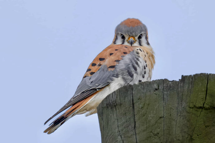 Kestrel Perch