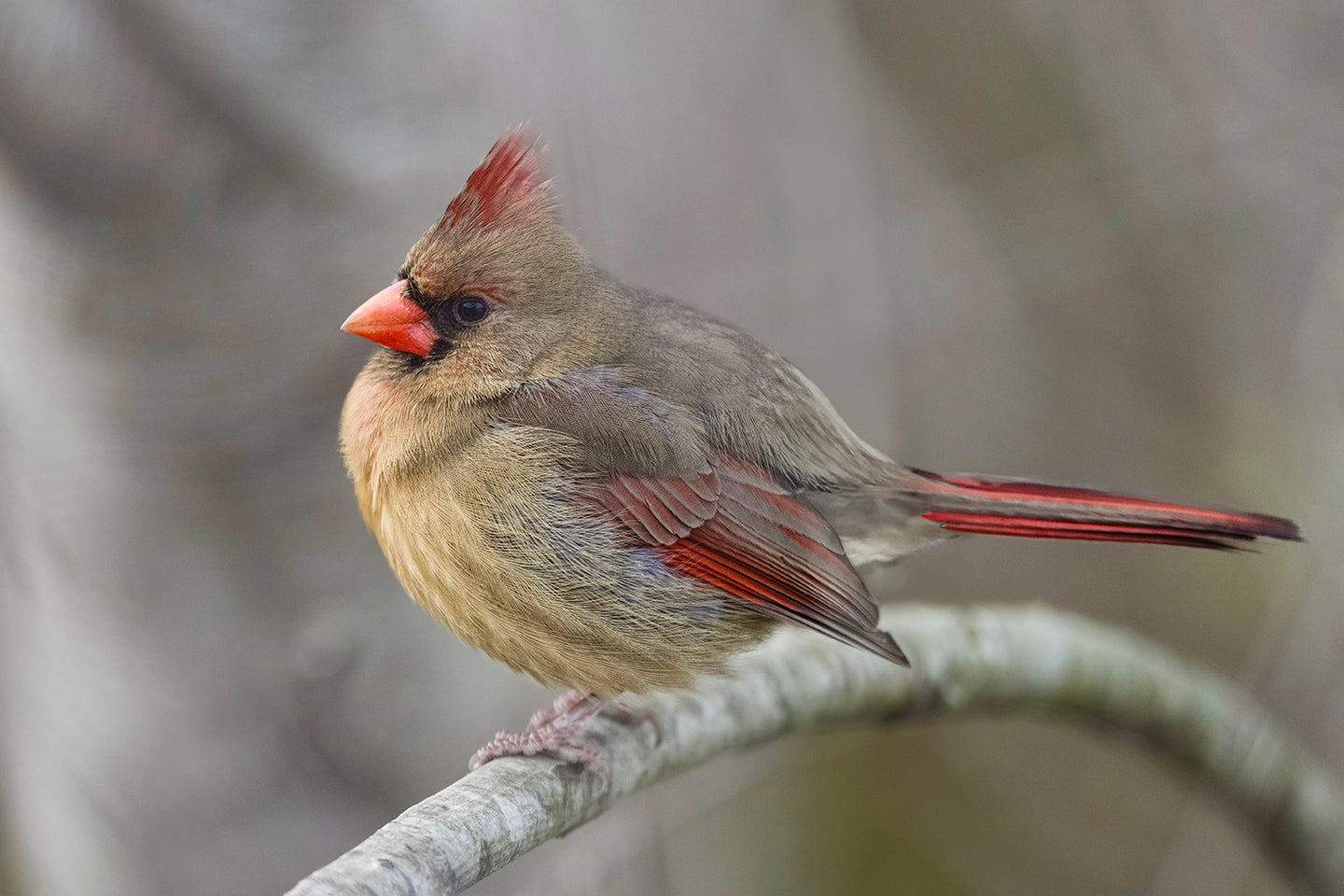 Puffy Cardinal