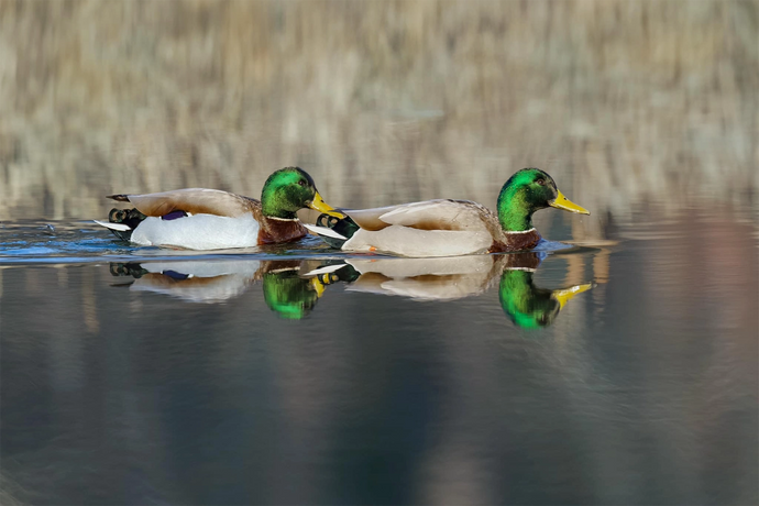 Seeing Double Ducks