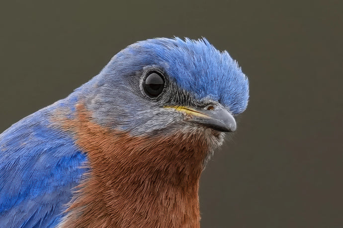 The Bluebird Says...