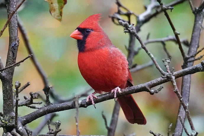 Mother's Cardinal