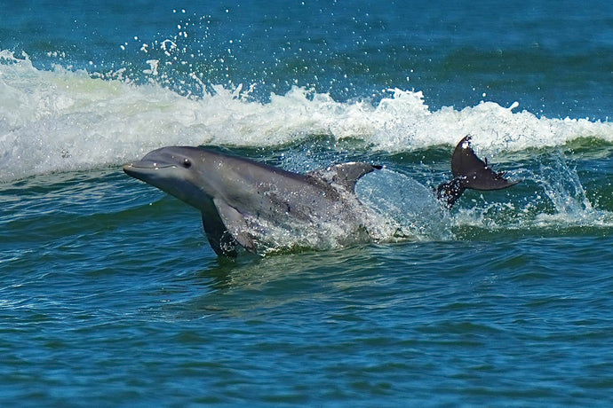 Dolphins, Atlantic Coast