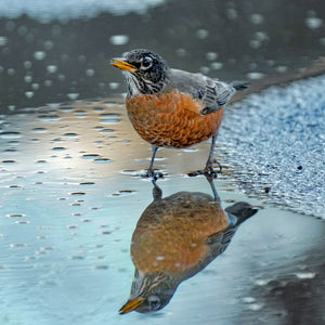 Robin Reflection