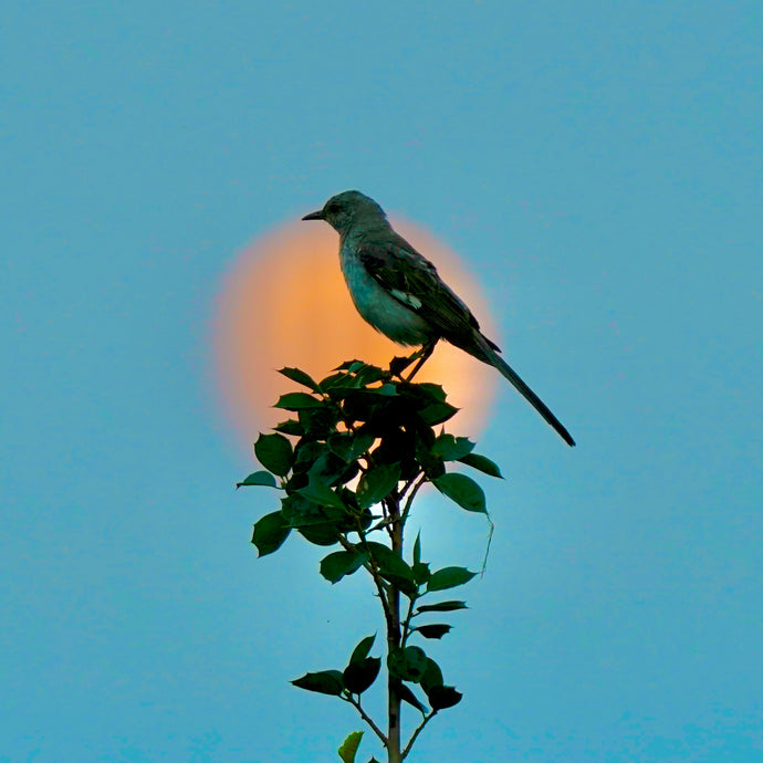 Mockingbird, Moon Rising