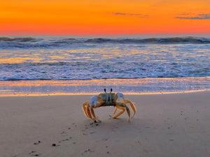 Atlantic Ghost Crab, Sunrise