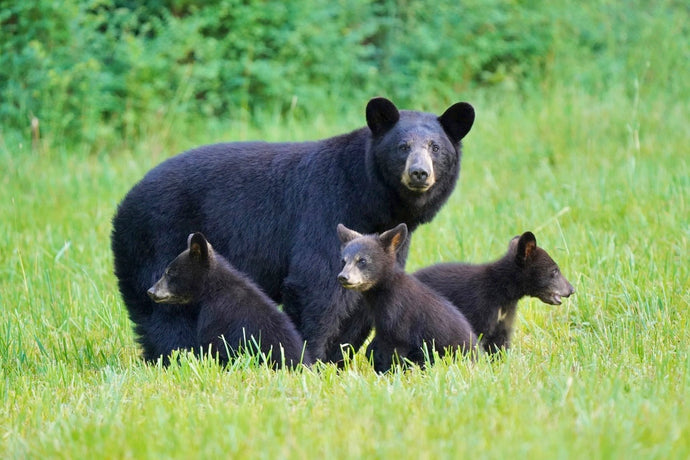 Black Bear With Three Cubs